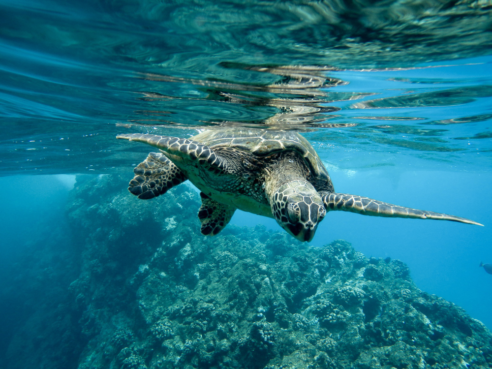 islas galapagos un crucero de lujo en la cuna de la biodiversidad